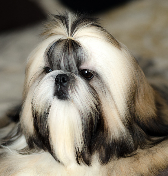 nalla_face8m_sboku580